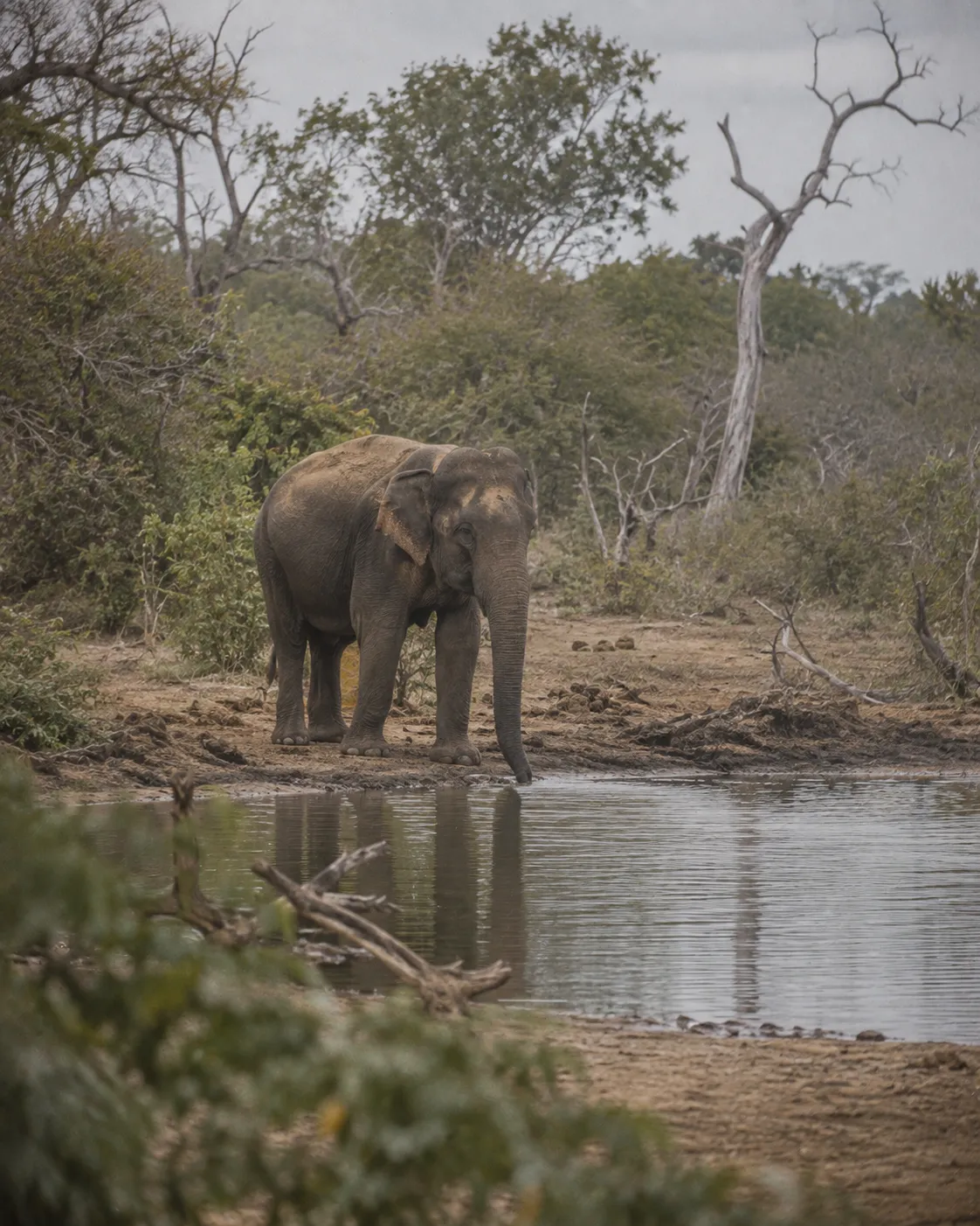 Wild elephant at a waterhole in a national park