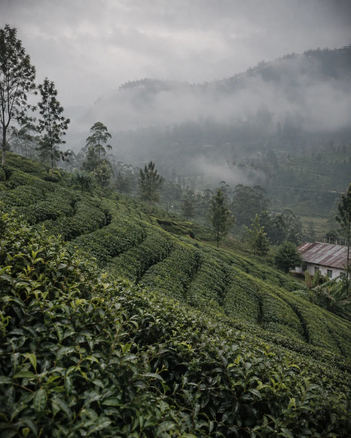 Tea estate hillside in the central highlands