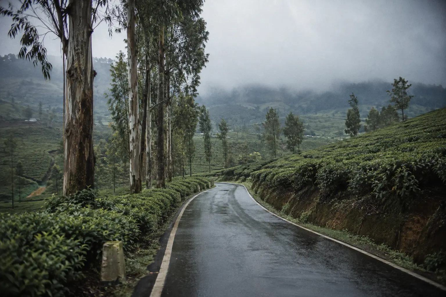 Tea estate road curving between tea bushes in the Nuwara Eliya district