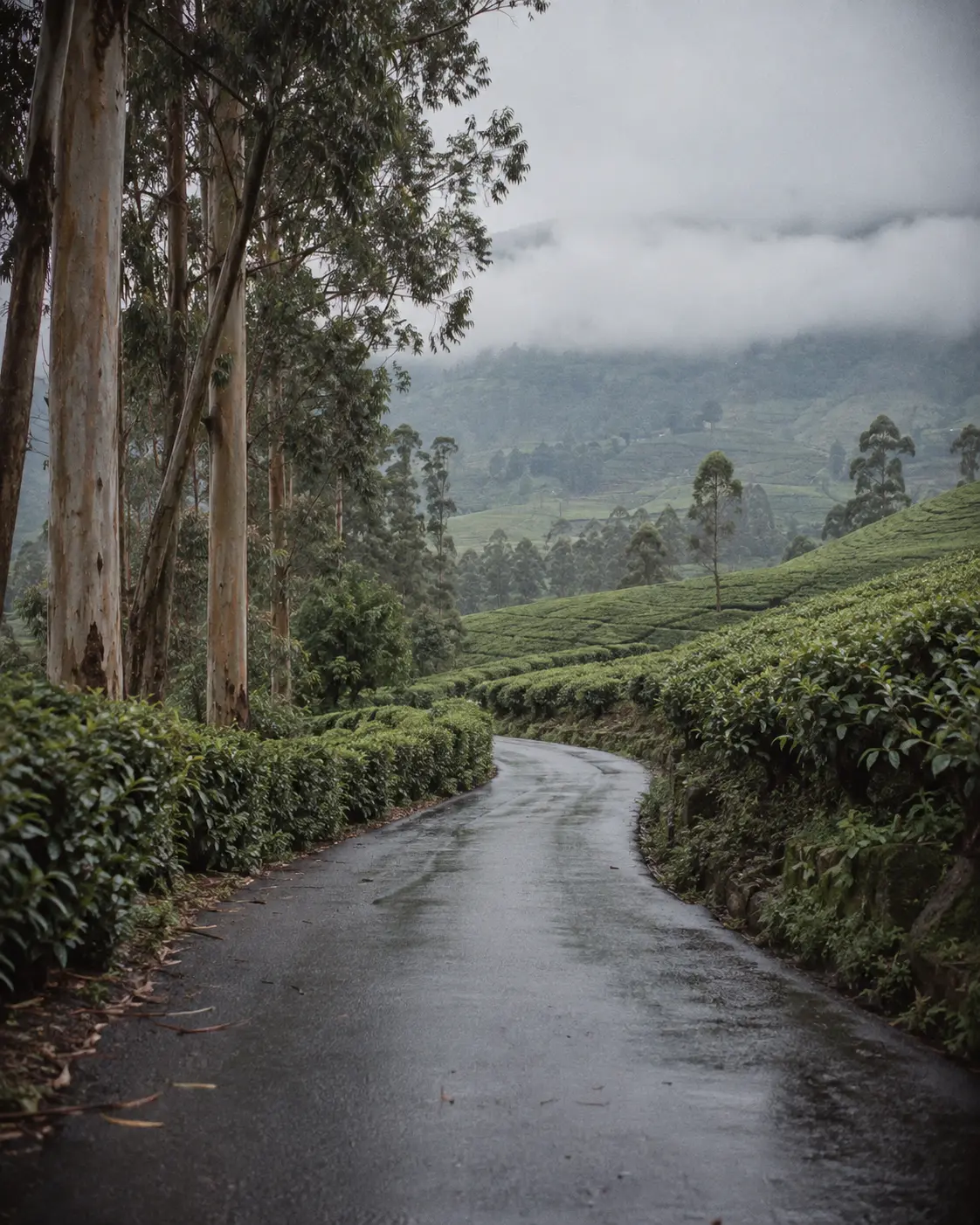Tea estate hillside in the Sri Lankan central highlands
