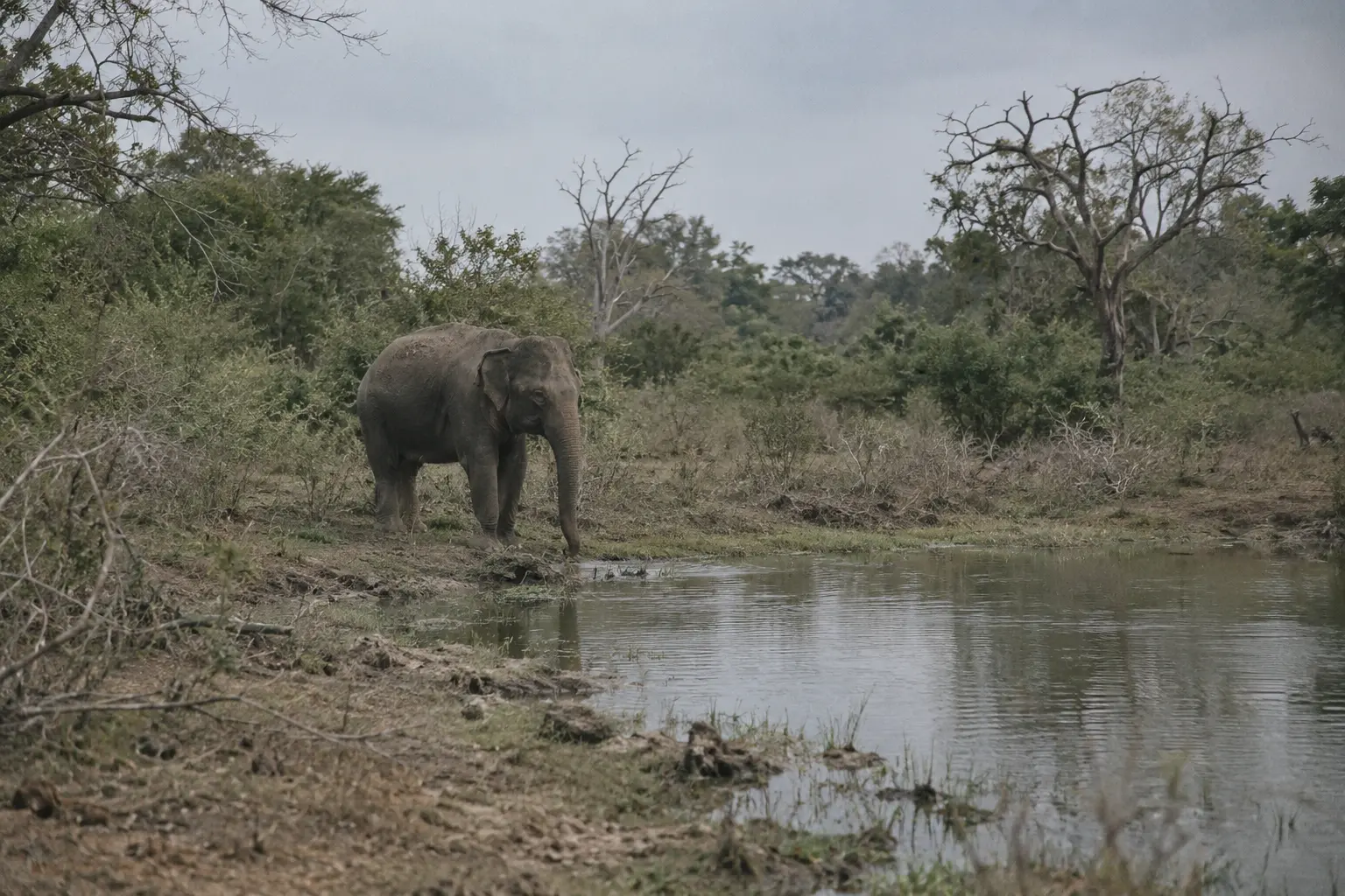 Wild Asian elephant at the edge of a waterhole in a Sri Lankan national park